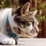 tracker gps pour animaux