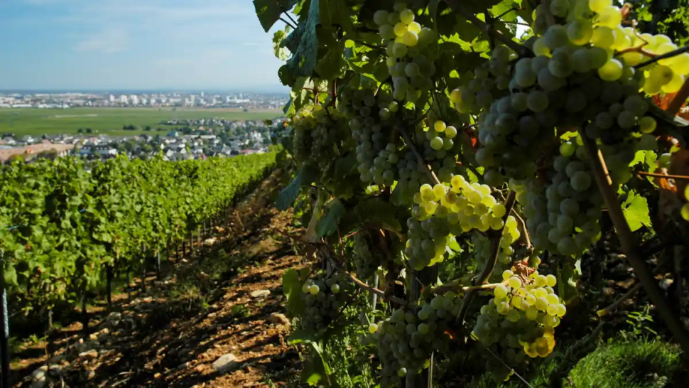 cave de turckheim