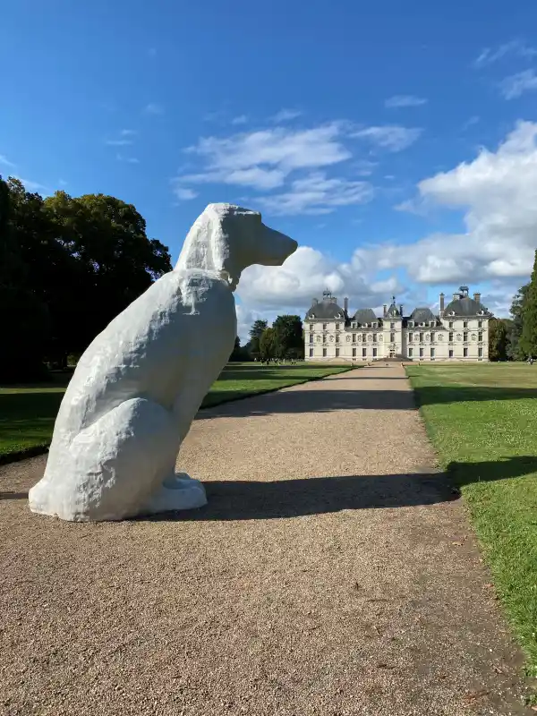 chien chateau de cheverny