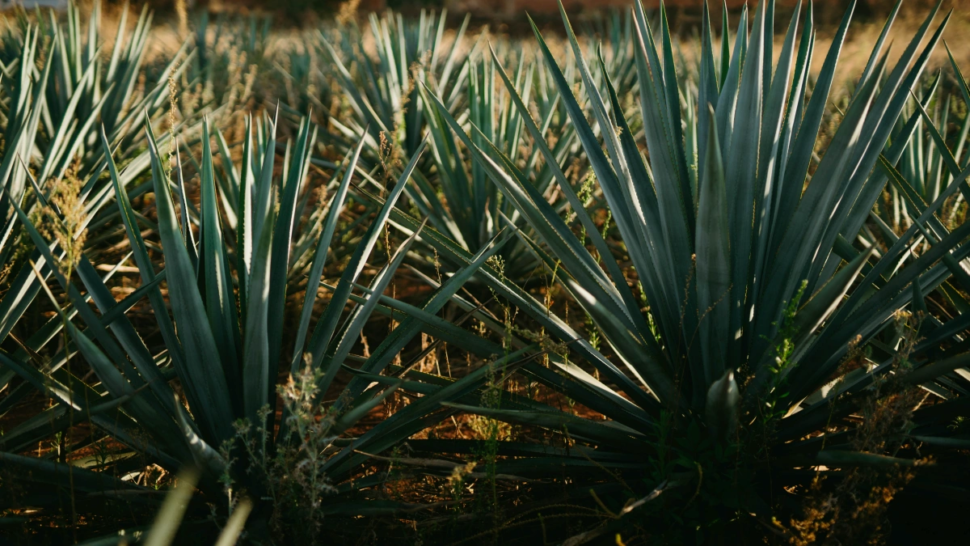 agave - tequila ou mezcal